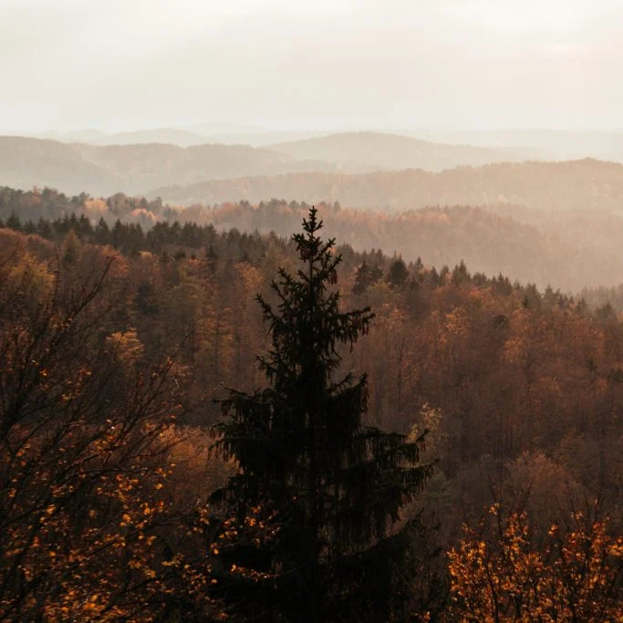 Bewaldete Höhenzüge im Thüringer Wald